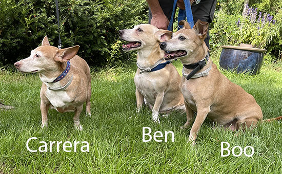 Hunde Carrera Benn Boo 550