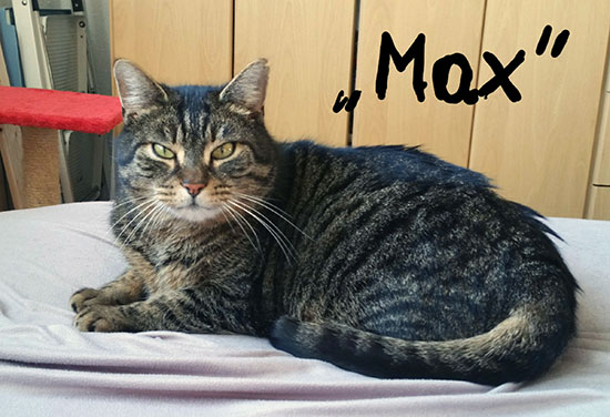 Kater Max 1 550