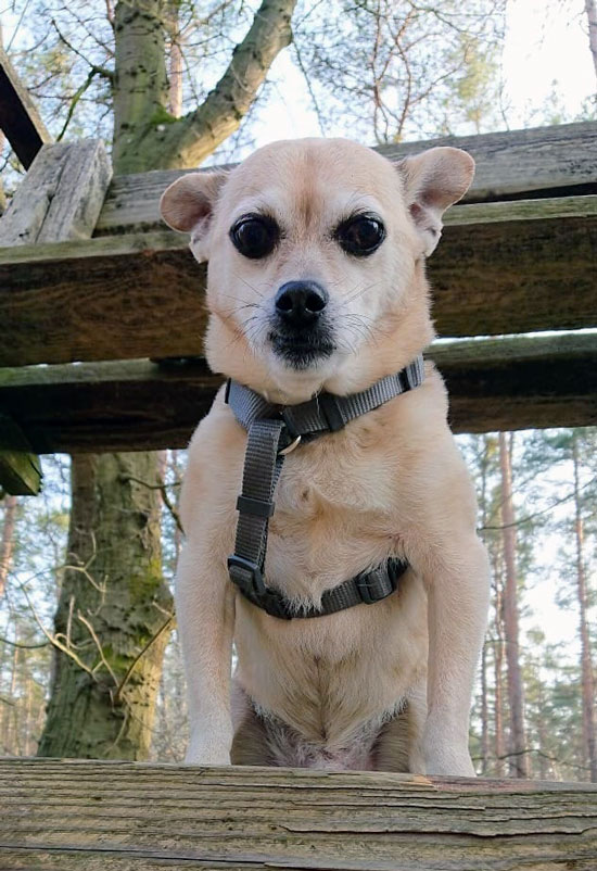 Rocky Pincher Mix 1 550