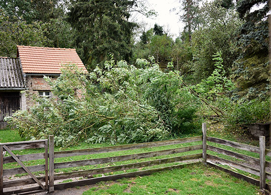 Sturm Baum 2 550